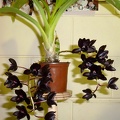 Fdk. After Dark .SVO Black Pearl.JPG