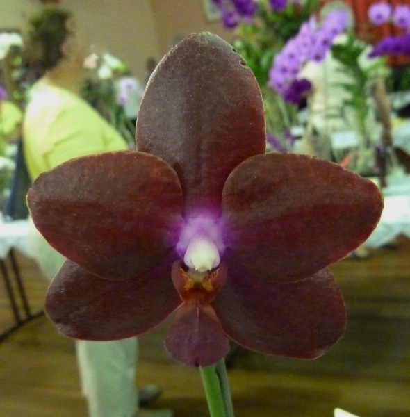 Phal. Sogo Rose.JPG