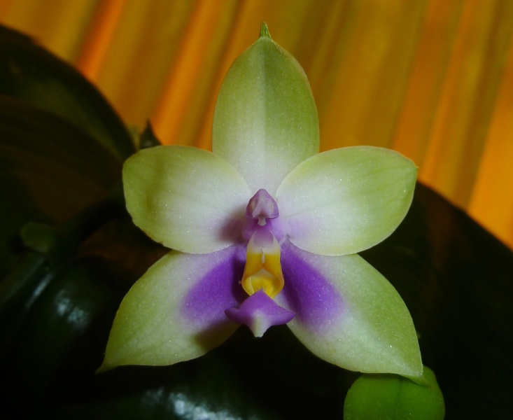 Phal. bellina .Blue..JPG