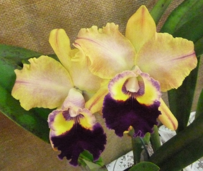 Rlc. Golden Majestic.JPG