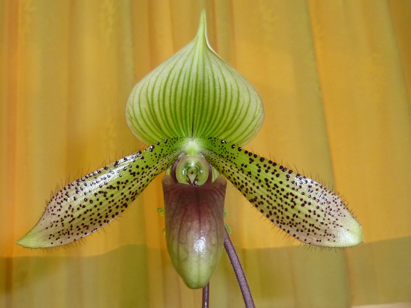 Paph. Supersuk .Giant..JPG