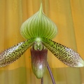 Paph. Supersuk .Giant..JPG