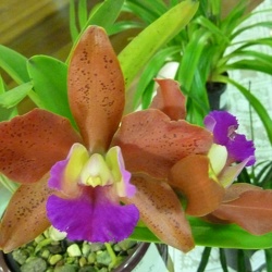 Rlc. Deception Spots x Ctt. Netrasiri Waxy