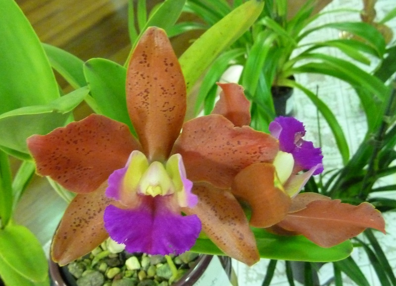 Rlc. Deception Spots x Ctt. Netrasiri Waxy.JPG