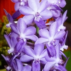 Rhynchodenia (Rcn.)