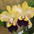 Rlc. Golden Majestic.JPG