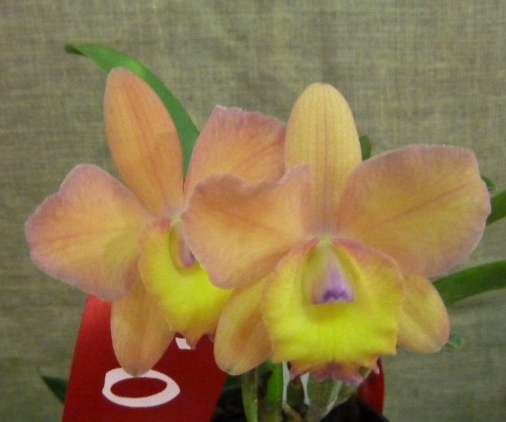 C. Lana Coryell..JPG