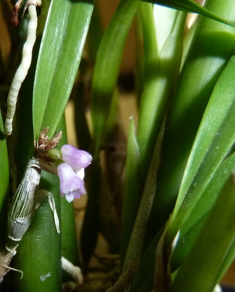 Cladobium graminifolium.JPG