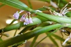 graminifolium