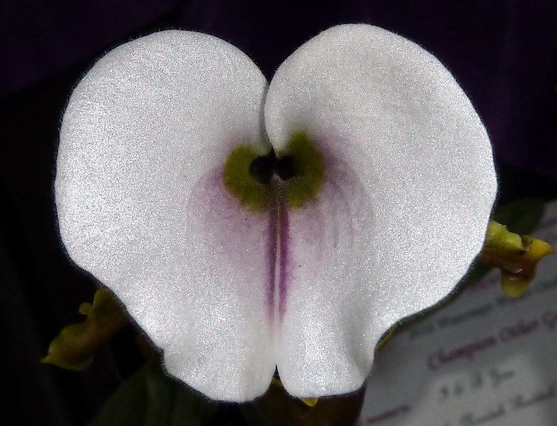 Paph. spicerianum ..JPG