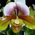 Paph. Charlie's Girl.JPG