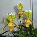 Paph. insigne.JPG