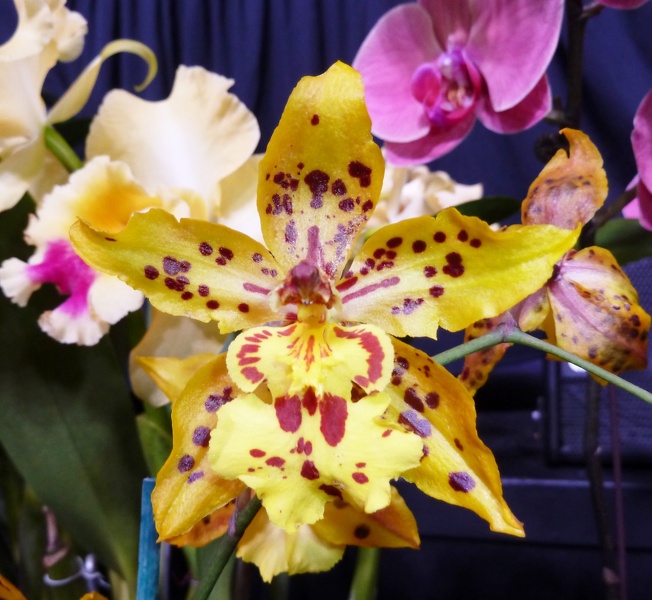 Onc. Tiger Crow 'Golden Girl'.JPG