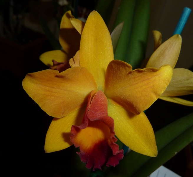 Rlc. Little Magician 'Gold & Red'.JPG