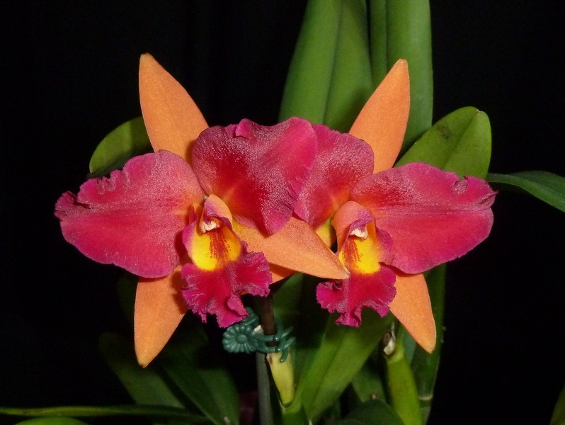 Rlc. Litle Magician x Ctt. Susan Holcombe