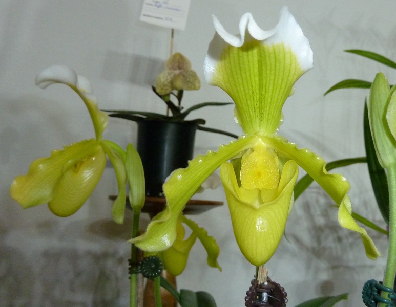 Paph. insigne var. sandarae.JPG