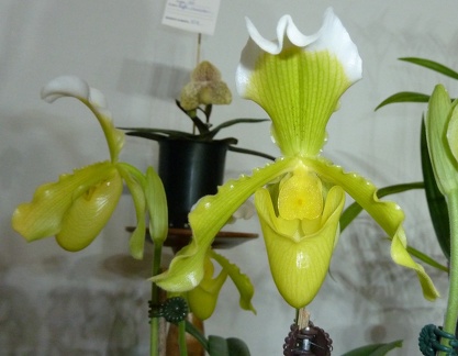 insigne var. sandarae