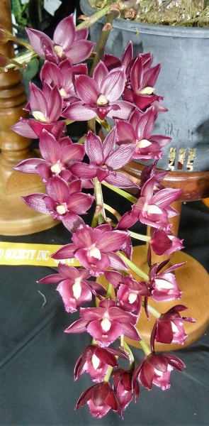 Mormodia (Mo.) Jumbo Bow 'Ruby'.JPG