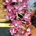 Mormodia (Mo.) Jumbo Bow 'Ruby'.JPG