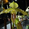 Paph. Neeri-Glow..JPG