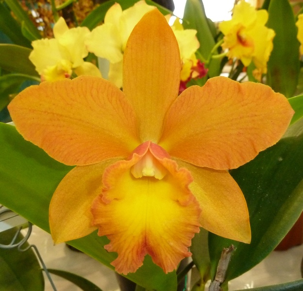 C. Pittiana x Guttata) x (Rlc. Waikiki Gold 'Lea' x Ctt. Dal's Buddy).JPG