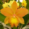 C. Pittiana x Guttata) x (Rlc. Waikiki Gold 'Lea' x Ctt. Dal's Buddy).JPG