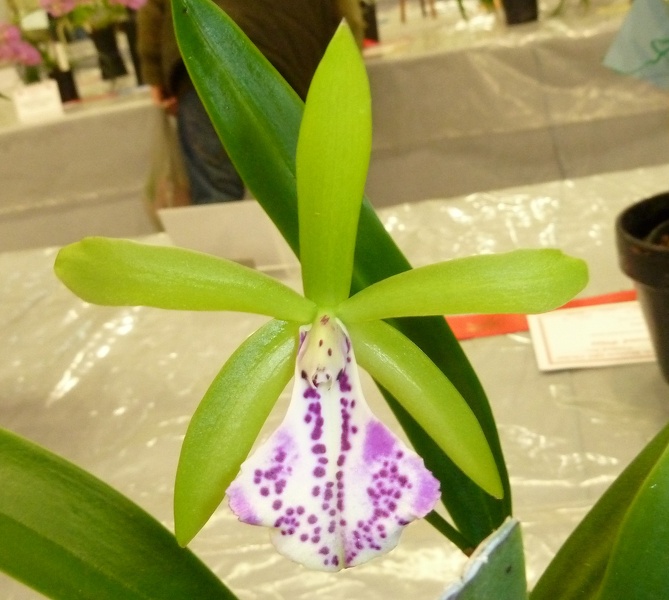 Bc. Binosa 'Key Lime'.JPG