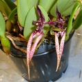 Bulb. Sheryl Kurizaki.JPG