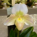 Paph. Dusty Miller 'Ladybird'.JPG