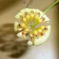 Bulb. curtisii fma. aureum.JPG