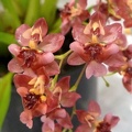 Onc. Twinkle "Pink Profusion"