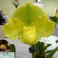 Paph. Gay Maid 'Tranquility'.JPG