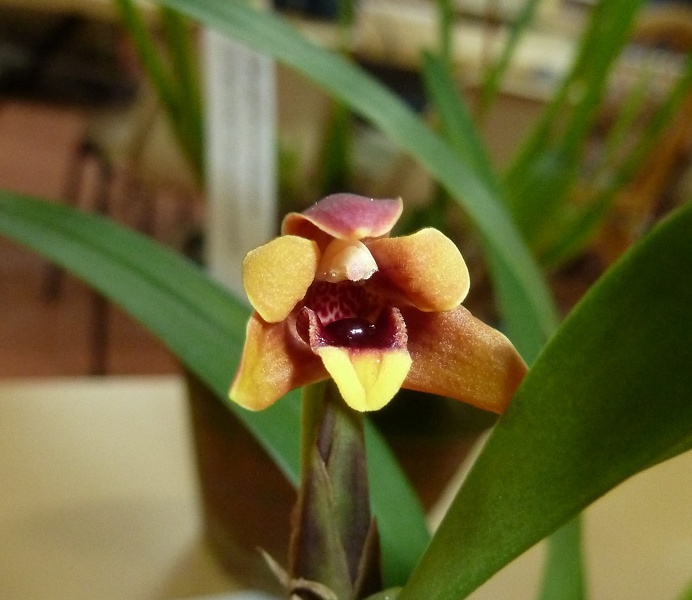 Max. variabilis 'Tricolor'.JPG