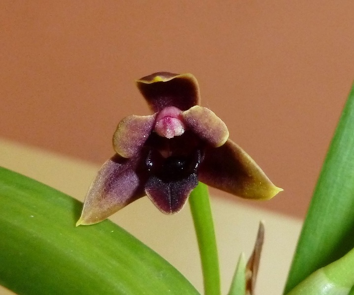 variabilis "Chocolate"