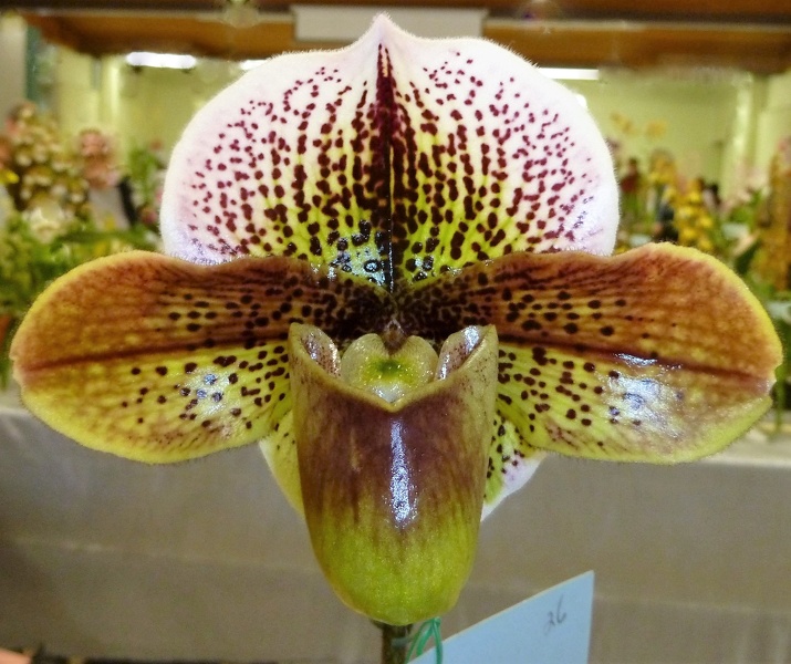 Paph. Sylvan Glade 'Margaret'.JPG