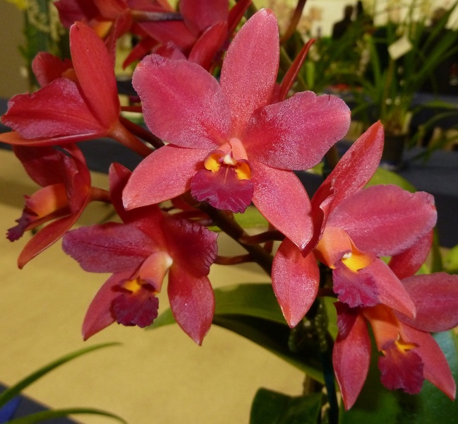 Ctt. Scarlet Imp 'Amy'.JPG