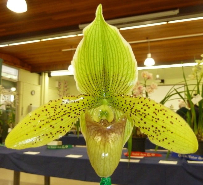 Paph. Kepnock Gold.JPG