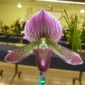 Paph. Eerie Flame.JPG