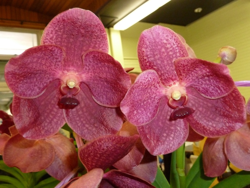 Ascda. Roman Choice x V. Keeree's Delight..JPG