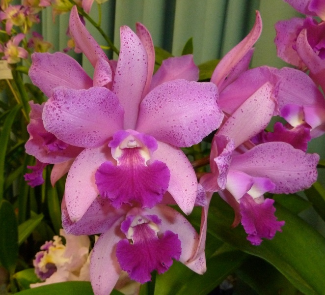 C. amethystoglossa x Ctt. Aussie Sunset "Cosmic Fire"