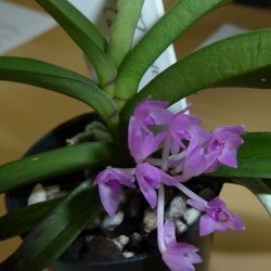 Ascocentropsis [Ascocentropsis.]