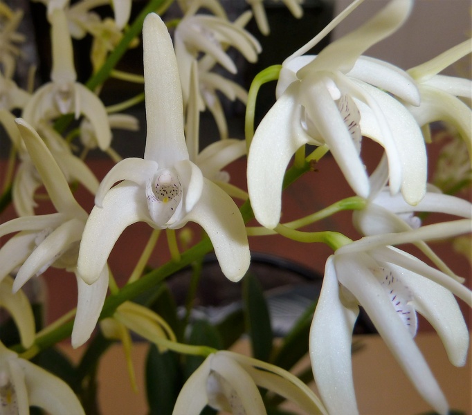 Den. speciosum var. capricornia.JPG