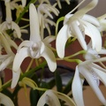 Den. speciosum var. capricornicum