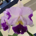 Orchid Affair