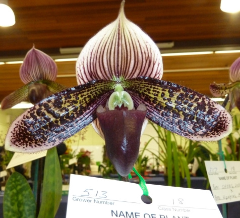 Paph. Macabre "John"