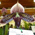 Paph. Macabre "John"