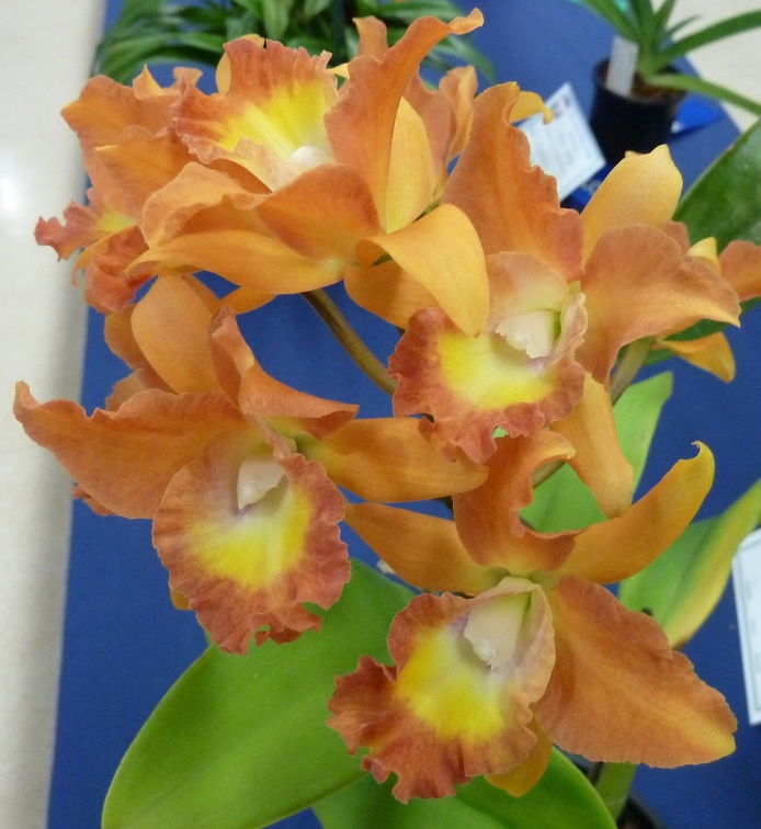 Ctt. Scarlet Imp x Rlc. Waikiki Sunset