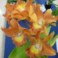 Ctt. Scarlet Imp x Rlc. Waikiki Sunset