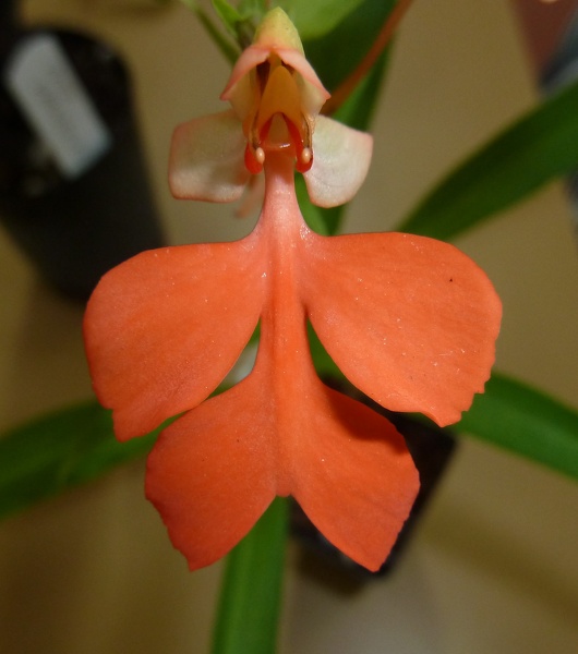 Habenaria rhodocheila.JPG