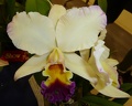 Rth. Love Sound "Dogashima" x Rlc. Glenn Maidment "Arambeem"